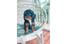 Cute Cavalier King Charles Spaniel and Poodle Mix Poodle Mix Puppy