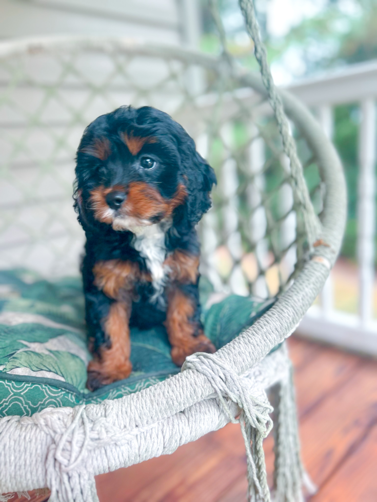 Cute Cavalier King Charles Spaniel and Poodle Mix Poodle Mix Puppy