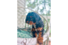 Cute Cavapoo Poodle Mix Pup