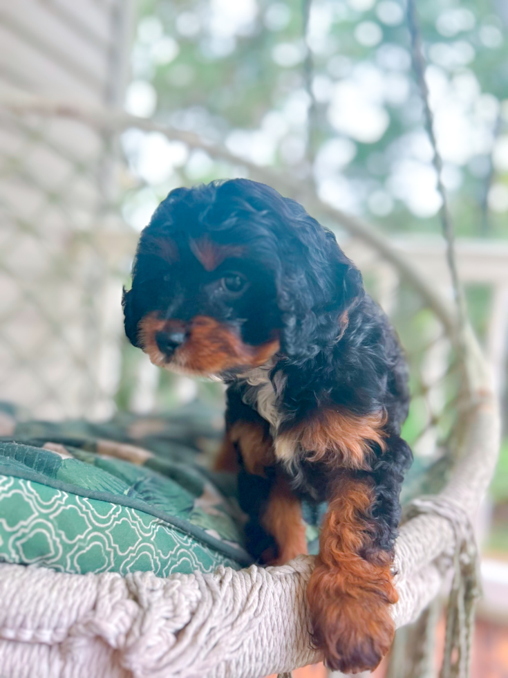 Cute Cavapoo Poodle Mix Pup