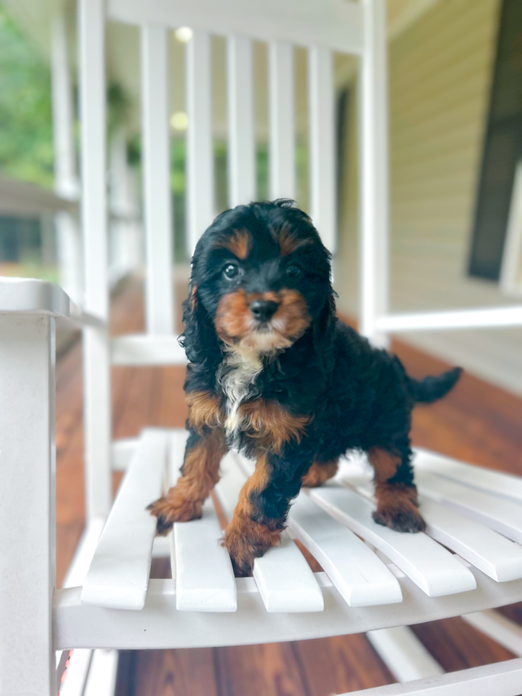 Cute Cavalier King Charles Spaniel and Poodle Mix Poodle Mix Puppy