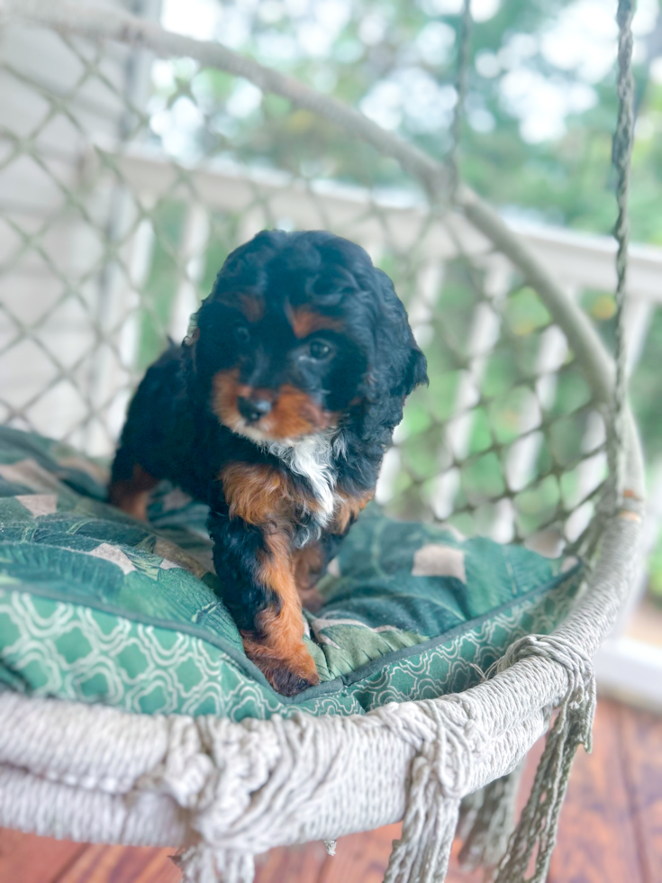 Cavapoo Puppy for Adoption