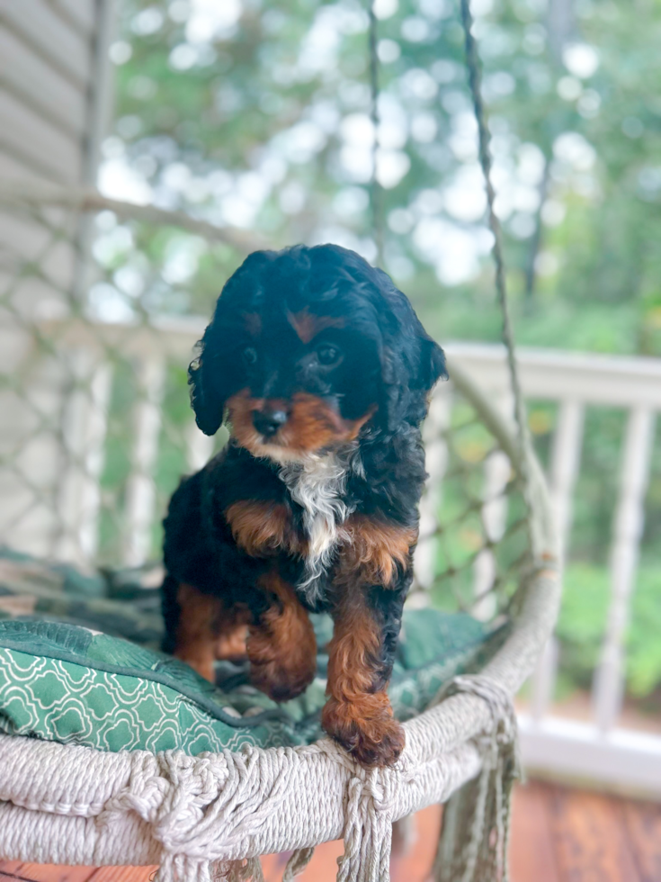 Cute Cavapoo Baby