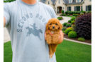 Cute Cavapoo Poodle Mix Pup