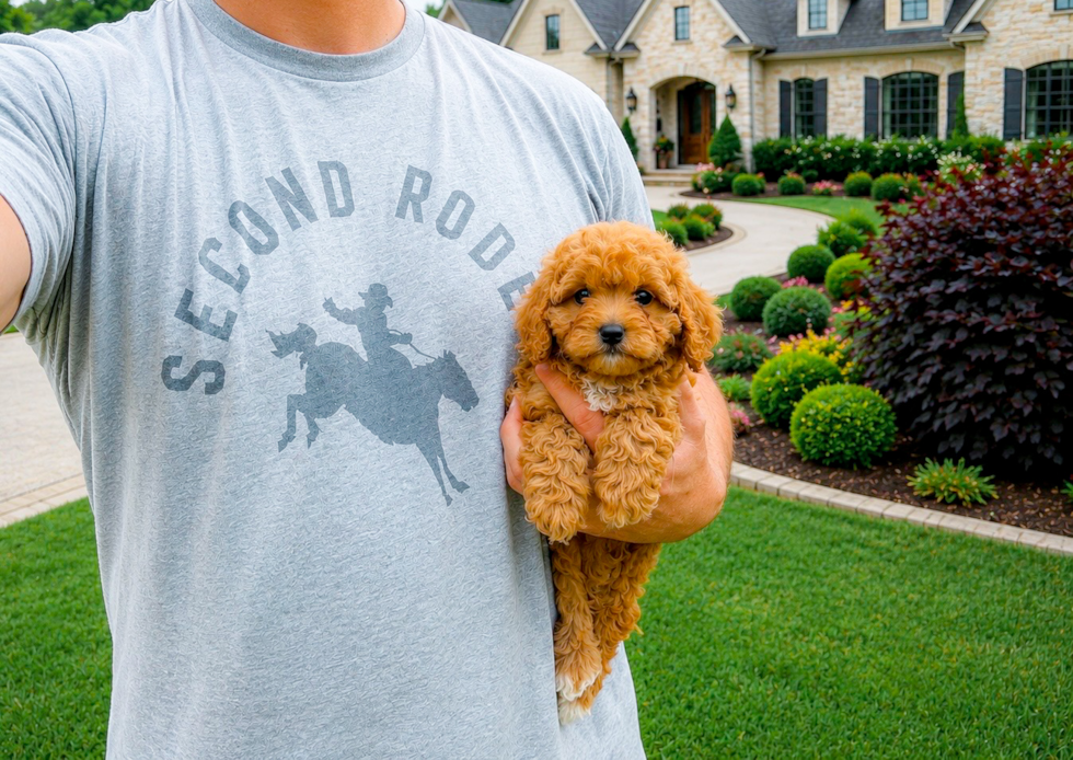 Cute Cavapoo Poodle Mix Pup
