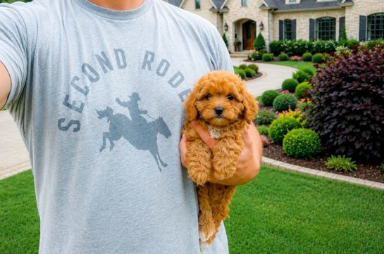 Cute Cavapoo Poodle Mix Pup