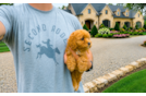 Cute Cavapoo Poodle Mix Pup