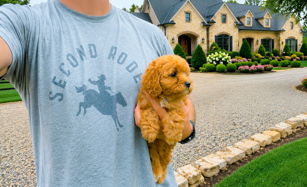 Cute Cavapoo Poodle Mix Pup