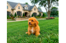 Cavapoo Puppy for Adoption