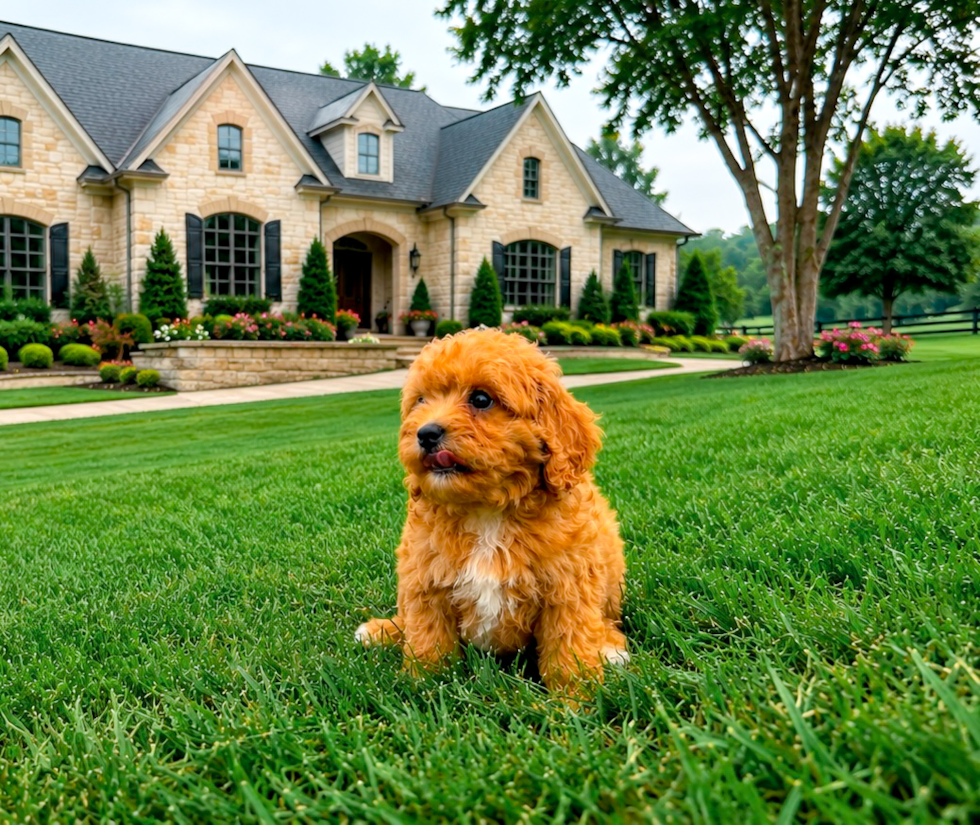 Cavapoo Puppy for Adoption