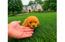 Best Cavapoo Baby