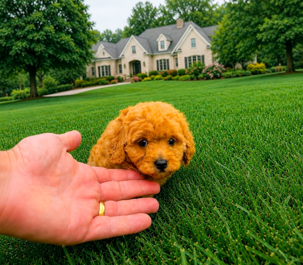 Best Cavapoo Baby