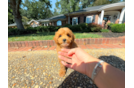 Best Cavapoo Baby