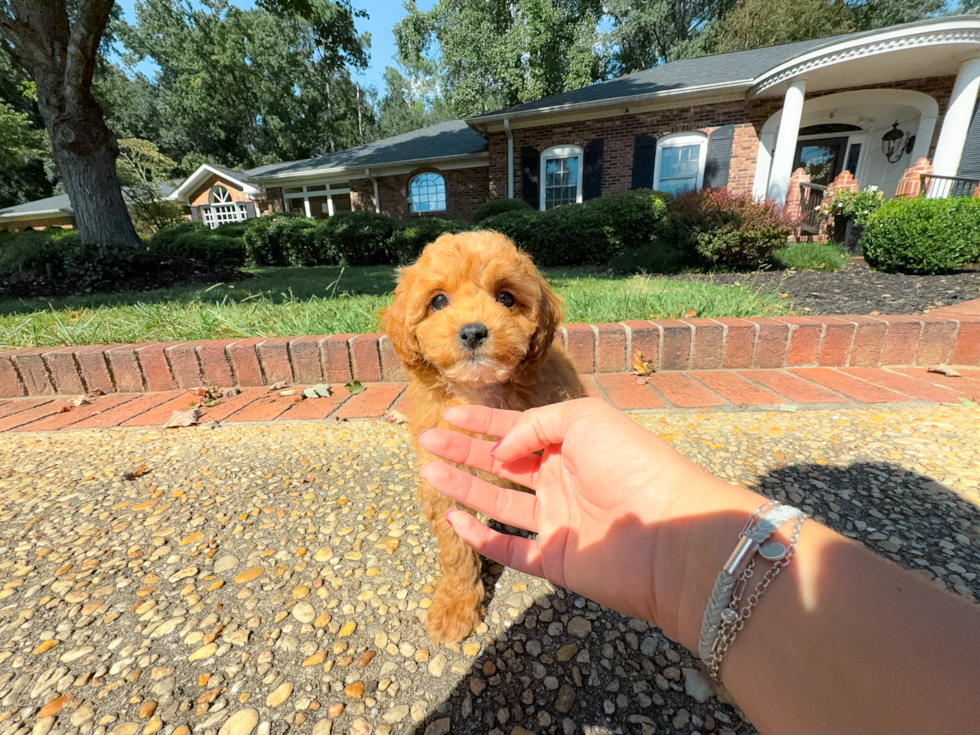 Best Cavapoo Baby