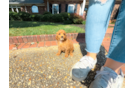 Best Cavapoo Baby