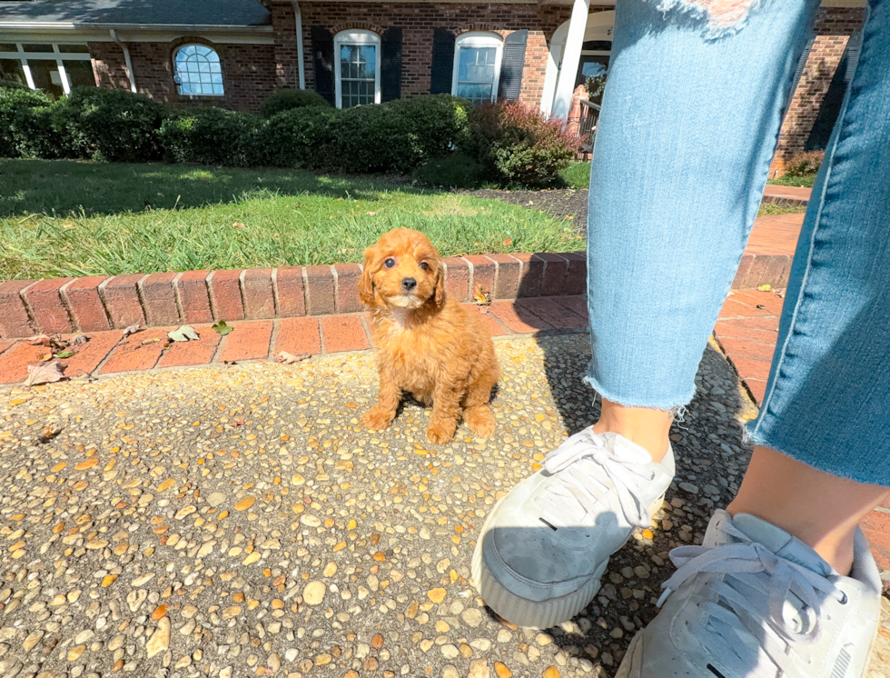 Best Cavapoo Baby