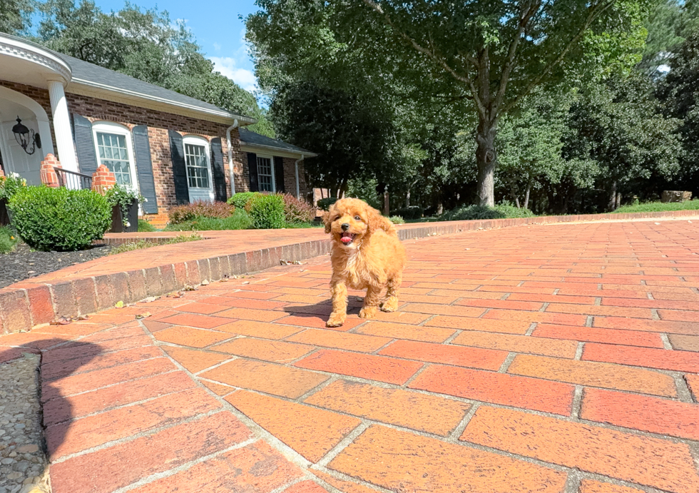 Cute Cavapoo Baby