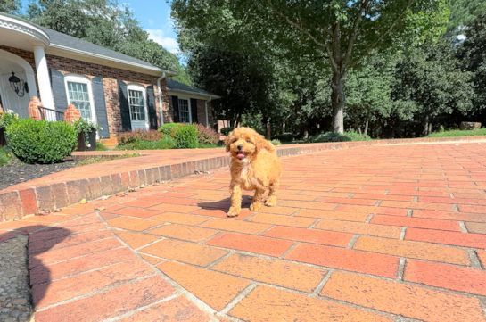 Cute Cavapoo Baby