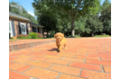 Cavapoo Pup Being Cute