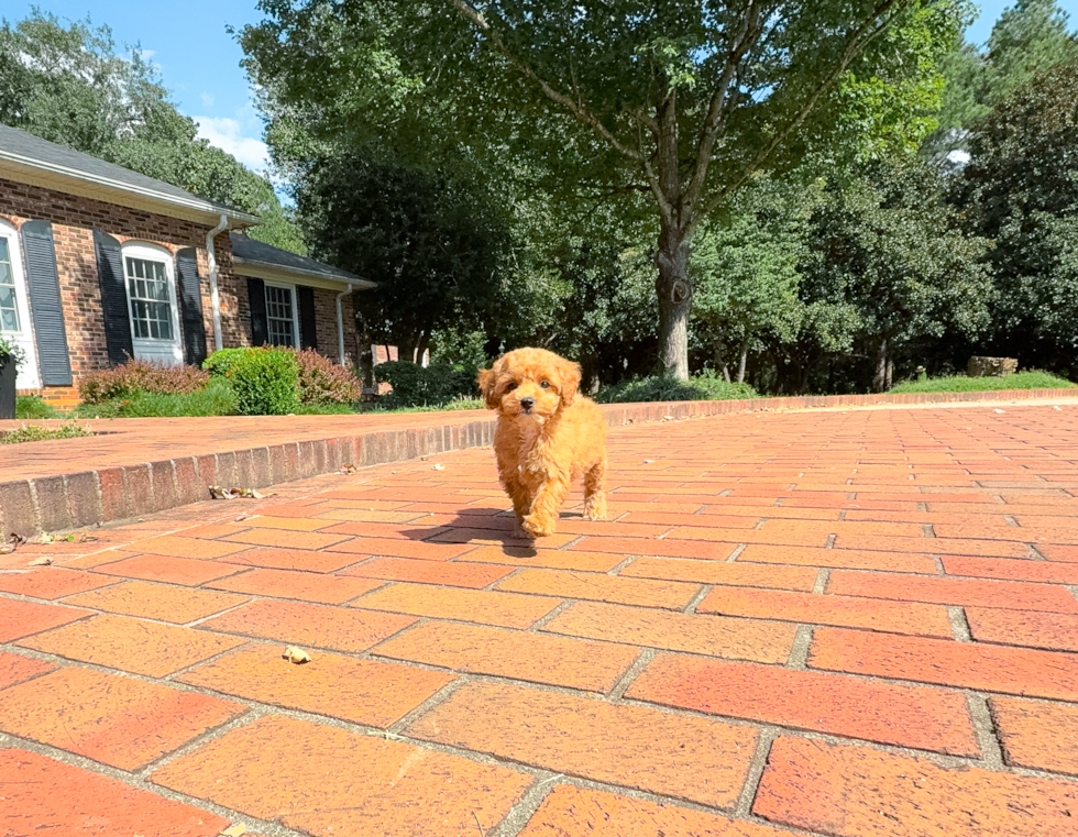 Cavapoo Pup Being Cute