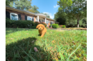 Best Cavapoo Baby