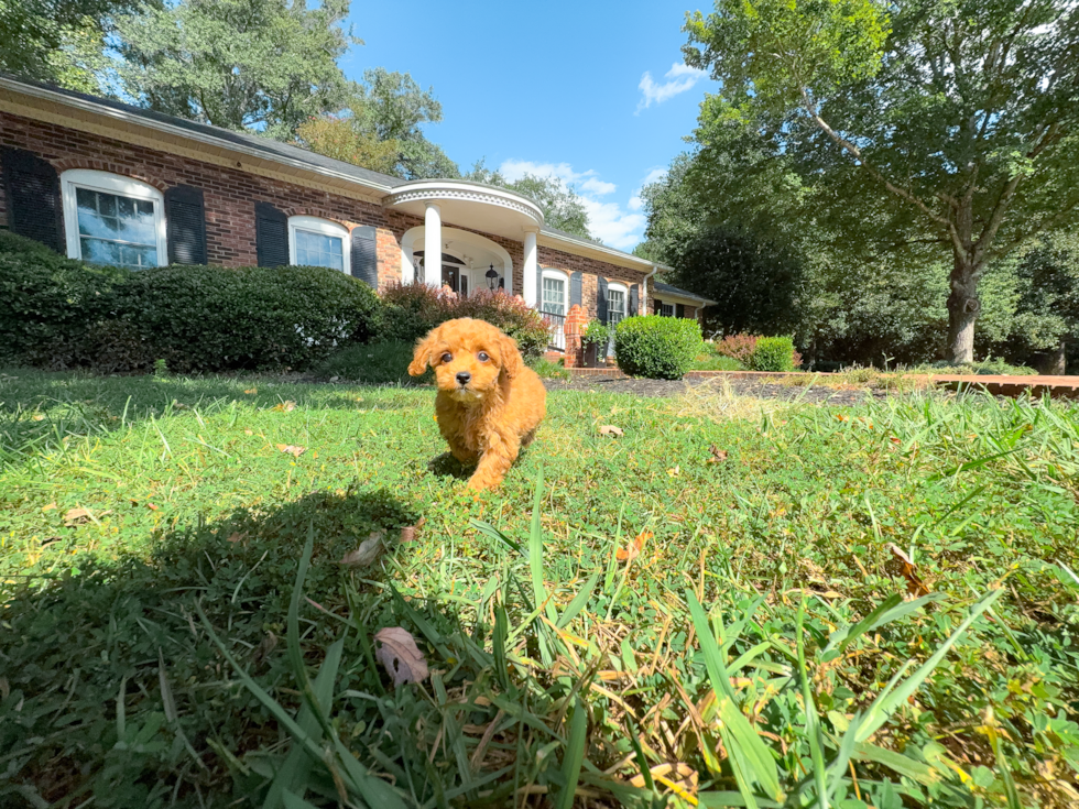 Best Cavapoo Baby