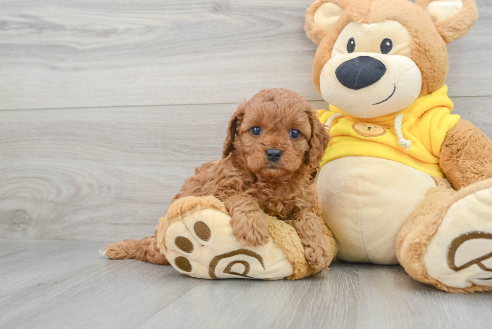 Cavapoo Pup Being Cute