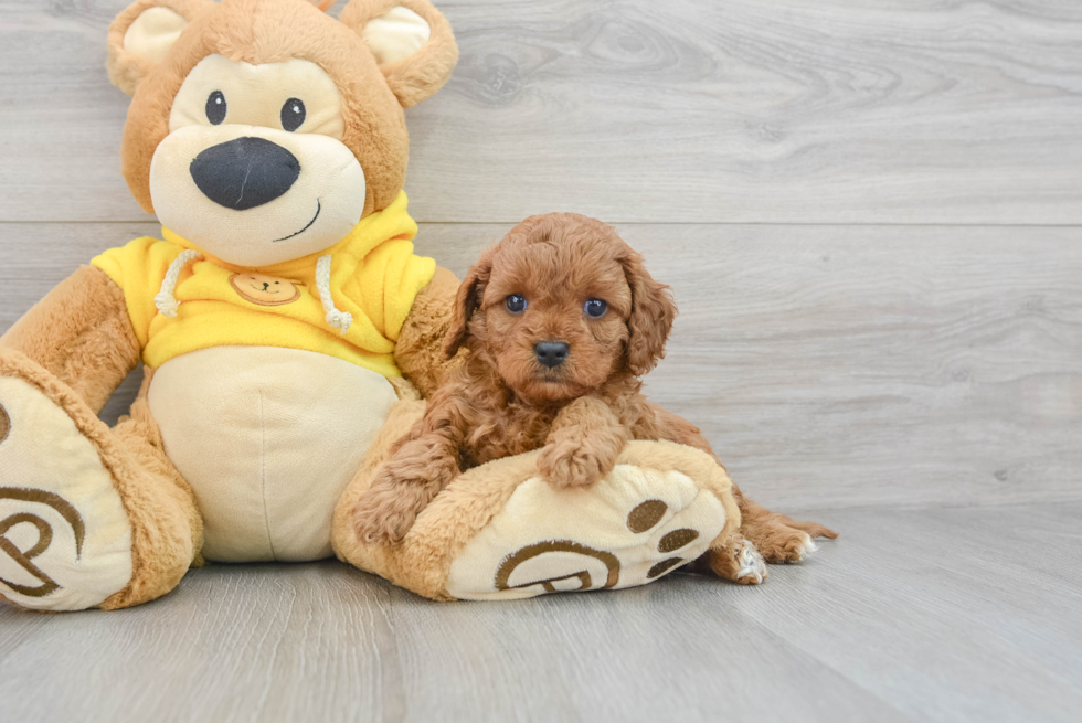 Best Cavapoo Baby