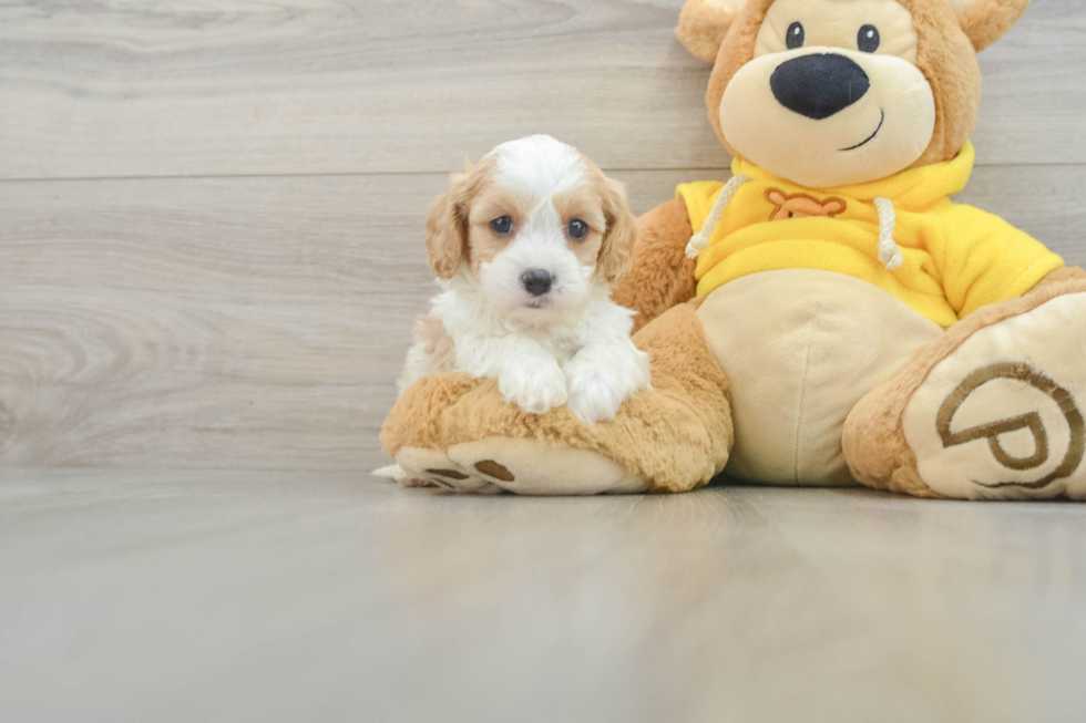 Small Cavapoo Baby