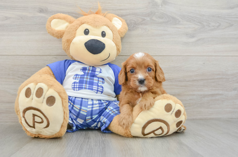 8 week old Cavapoo Puppy For Sale - Simply Southern Pups