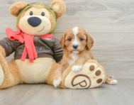 8 week old Cavapoo Puppy For Sale - Simply Southern Pups