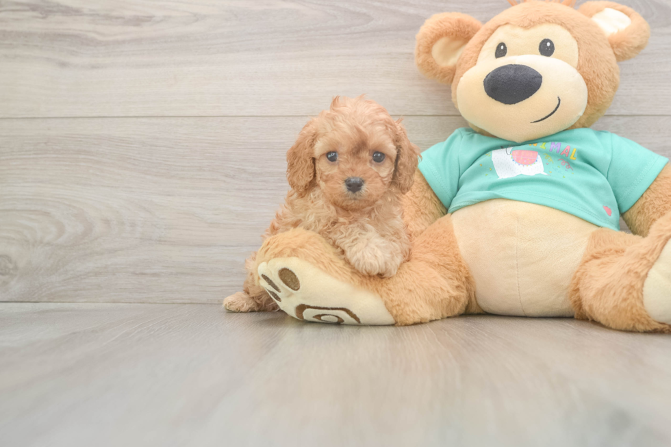 Meet Kellen - our Cavapoo Puppy Photo  1/3 - Simply Southern Pups Best Cavapoo Baby