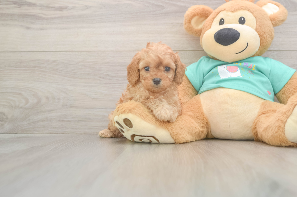 5 week old Cavapoo Puppy For Sale - Simply Southern Pups
