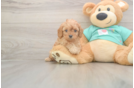 Meet Kellen - our Cavapoo Puppy Photo  1/3 - Simply Southern Pups Best Cavapoo Baby