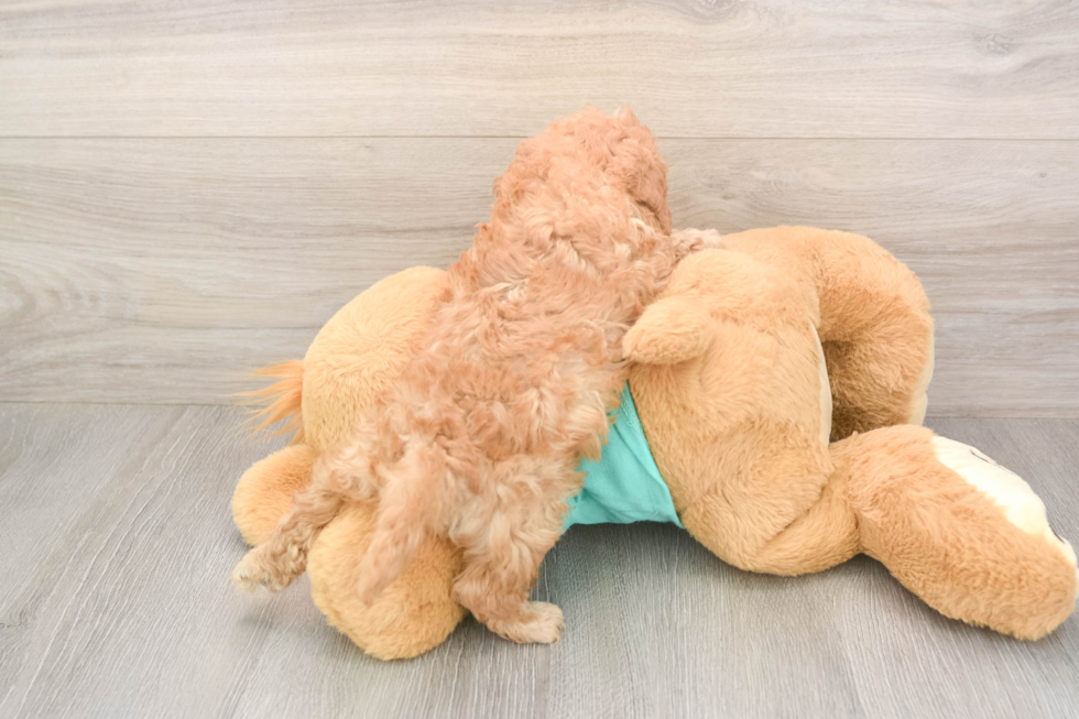 Meet Kellen - our Cavapoo Puppy Photo  3/3 - Simply Southern Pups Hypoallergenic Cavadoodle Poodle Mix Puppy