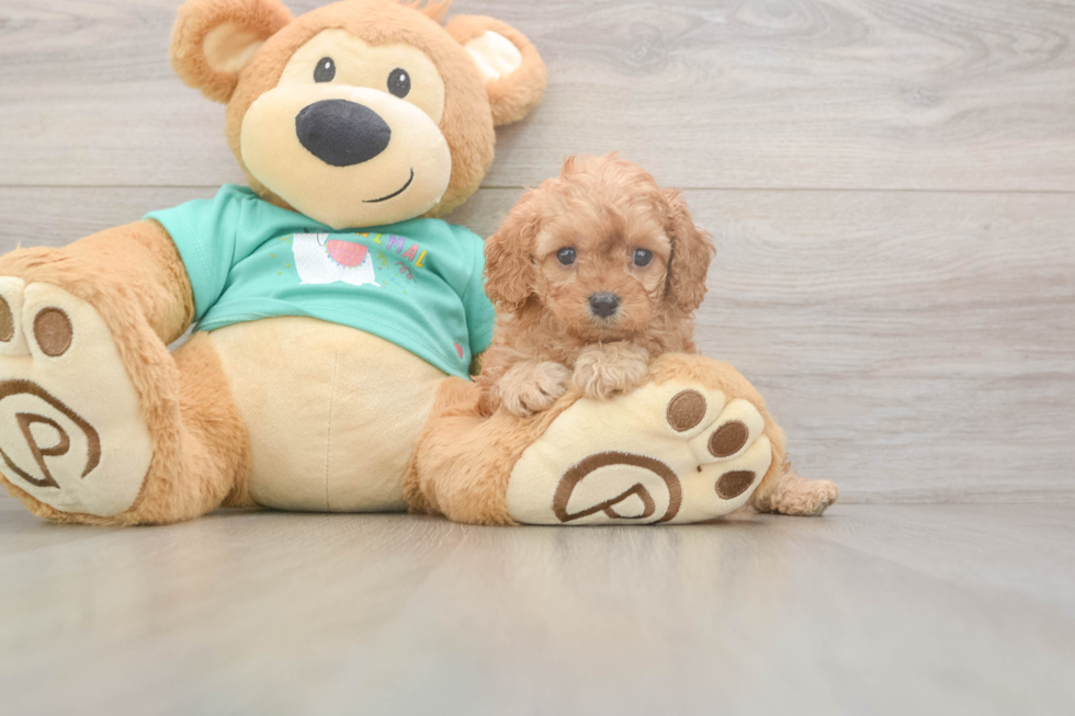 Meet Kellen - our Cavapoo Puppy Photo  2/3 - Simply Southern Pups Cavapoo Puppy for Adoption