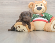7 week old Cavapoo Puppy For Sale - Simply Southern Pups