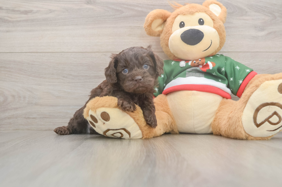 5 week old Cavapoo Puppy For Sale - Simply Southern Pups