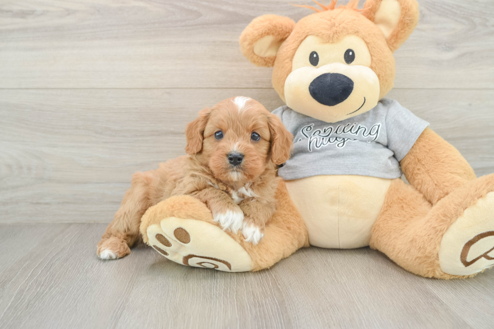 Cavapoo Puppy for Adoption