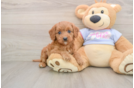 Cavapoo Puppy for Adoption
