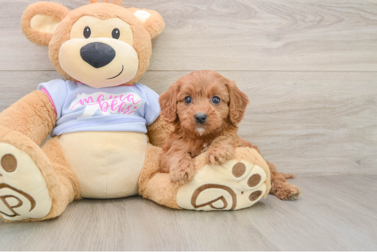 Hypoallergenic Cavadoodle Poodle Mix Puppy