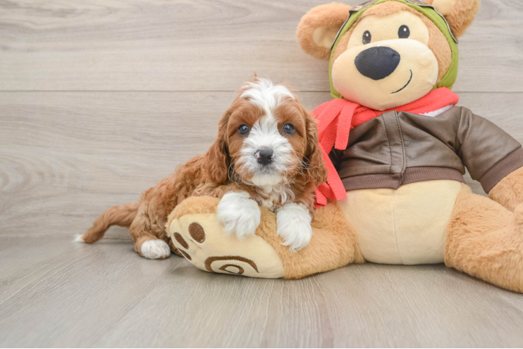 Cavapoo Pup Being Cute