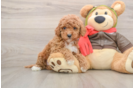 Cavapoo Pup Being Cute