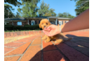 Cute Cavapoo Poodle Mix Pup