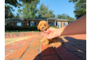 Cavapoo Pup Being Cute