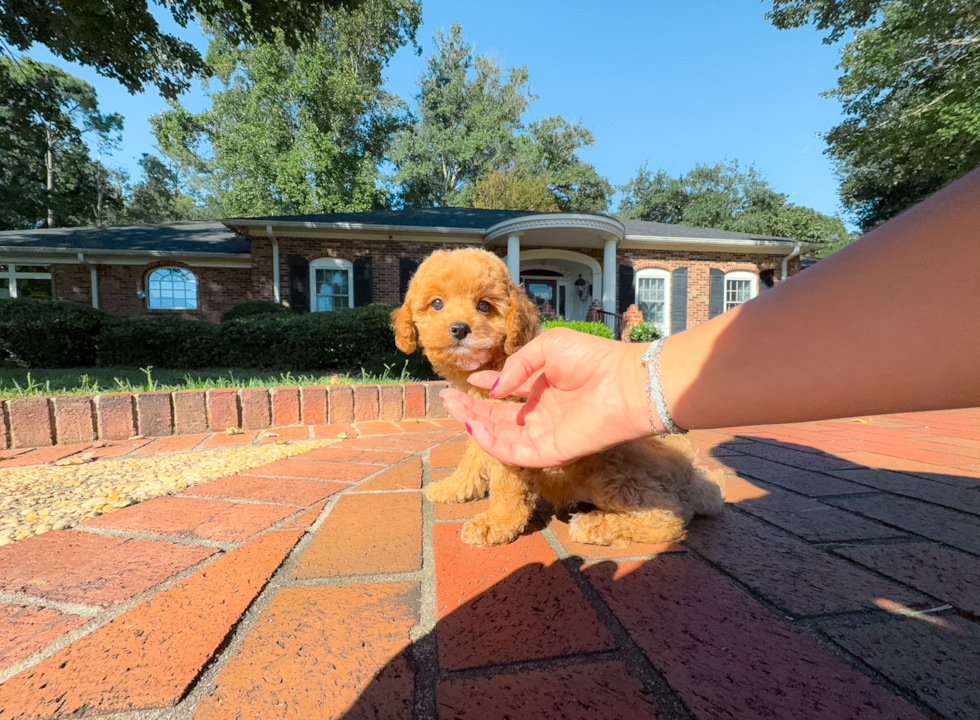 Cavapoo Pup Being Cute