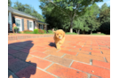 Cute Cavapoo Poodle Mix Pup