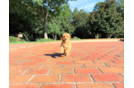 Cute Cavapoo Poodle Mix Pup