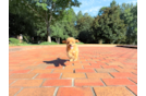 Cute Cavapoo Baby