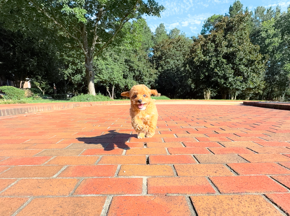 Cute Cavapoo Baby